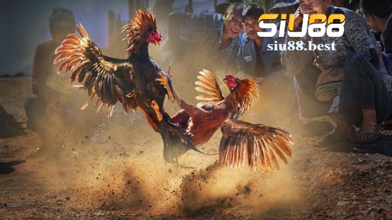 Các loại hình cá cược hấp dẫn tại đá gà Siu88