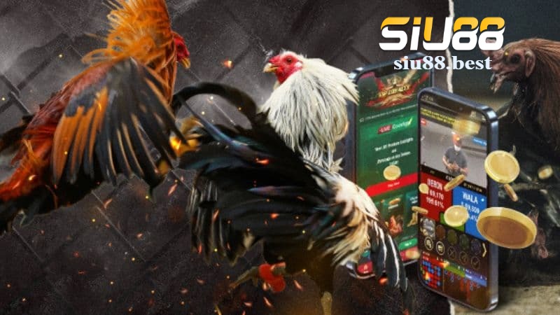 Tại sao sảnh đá gà Siu88 được đông đảo người chơi lựa chọn?