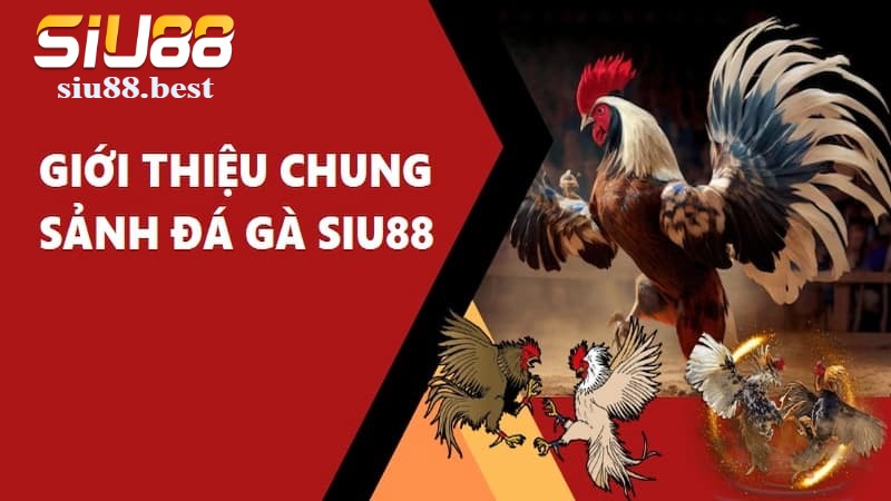 Giới thiệu về đá gà Siu88