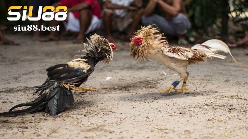 Tổng quan đôi nét về sảnh đá gà WS168 Tổng quan đôi nét về sảnh đá gà WS168