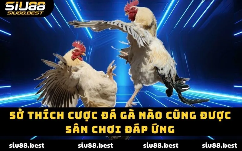 Sở thích cược đá gà nào cũng được sân chơi đáp ứng Sở thích cược đá gà nào cũng được sân chơi đáp ứng
